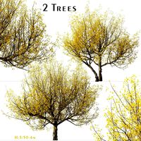 Set of Cornus mas Trees (Cornelian cherry) (2 Trees) (132472)