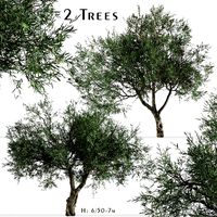 Set of Olive Tree (Olea europaea) (2 Trees) (130748)