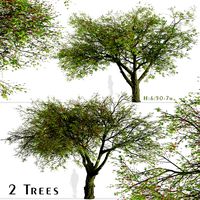 (Flame bottletree) (2 Trees) Set of Brachychiton acerifolius Trees (130350)