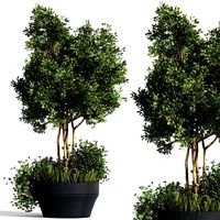 Outdoor Plant collection set (128814)