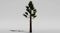 Pine (128732)