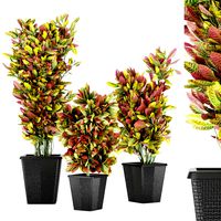 Collection Plant Vol 12 (127709)