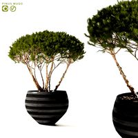 Pinus Mugo Mountain pine in pot (127337)