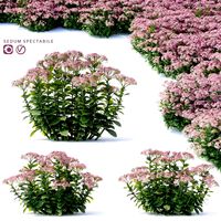 Sedum spectabile flowers (127332)