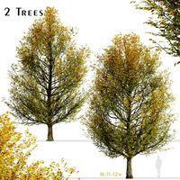 Set of European hornbeam Trees (Carpinus betulus) (2 Trees) (127237)