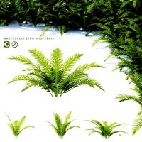 Matteuccia struthiopteris plants (127060)