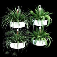 Bittergurka Plants (127014)