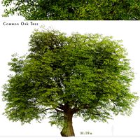 Common Oak Tree (Quercus robur) (1 Tree) (127013)