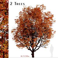 Set of Acer griseum Trees (Paperbark maple) (2 Trees) (126500)