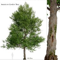 American Linden Tree (Tilia americana basswood) (1 Tree) (126322)