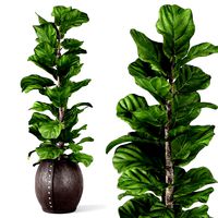 Ficus Lyrata 2  (126001)