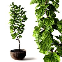 Ficus Lyrata (125929)