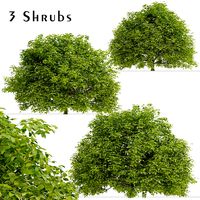Set of Euonymus japonicus Shrubs (Evergreen spindle) (3 Shrubs) (125698)