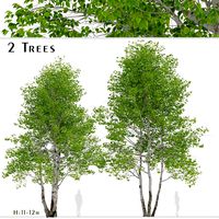 Set of Himalayan Birch Trees (Betula utilis) (2 Trees) (125535)