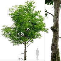 American Beech Tree (Fagus grandifolia) (1 Tree) (123977)