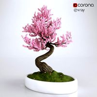 Bonsai Sakura (123696)