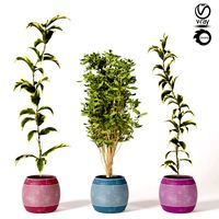 Indoor Plant Set s01 (122851)