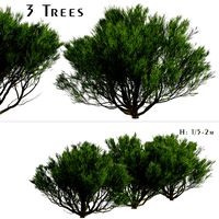 Set of Pinus Mugo Trees (Bog Pine) (3 Trees) (122656)