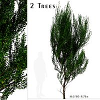 Boxleaf Azara Trees (Azara microphylla) (2 trees) (122270)