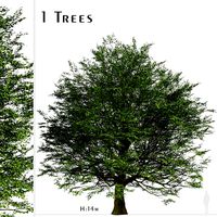 Bur Oak Tree (Quercus macrocarpa) (1 Tree) (120108)