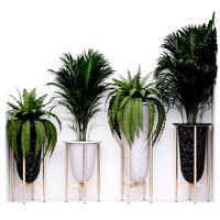 Palm and fern corner (119969)