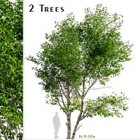 Set of Paper Birch Trees (Betula papyrifera) (2 Trees) (119914)