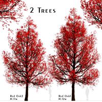 Set of Red Oak Trees (Quercus rubra) (2 Trees) (119647)