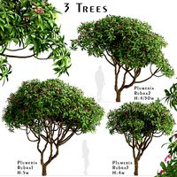 Set of Plumeria rubra Trees (Red frangipani) (3 Trees) (119632)