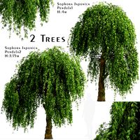 Set of Sophora Japonica Pendula Trees (Japanese pagoda) (2 Trees) (119492)