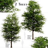 Set of Willow Oak Trees (Quercus phellos) (2 Trees) (119415)