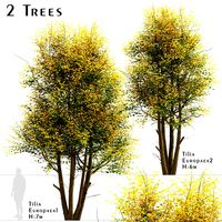 Set of Tilia Europaea Trees (Common Lime) (2 Trees) (118102)