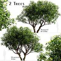 Set of Plumeria Trees (Frangipani) (2 Trees) (115876)