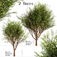 Set of Betula Ermanii Trees (Ermans birch) (2 Trees) (115266)