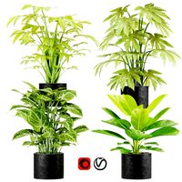 Collection plant vol 2 (115051)