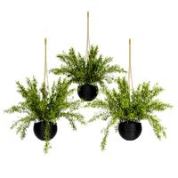 Hanging Basket plants set (114930)