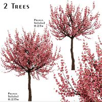 Set of Prunus Triloba Trees (Flowering Almond) (2 Trees) (114838)