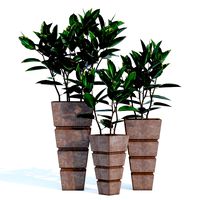 Montijo Potted Plants Set (114738)