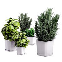 Potted kitchen plants set (114629)