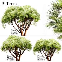 Set of Pinus Mugo Trees (Creeping Pine) (3 Trees) (114055)