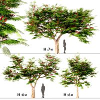 Set of Flamboyant Trees (Royal Poinciana) (3 Trees) (113396)