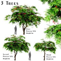 Set of Persian Silk Trees (Albizia julibrissin) (3 Trees) (112966)