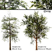 Platanus Orientalis Black Gum Or Nyssa Sylvatica (112636)