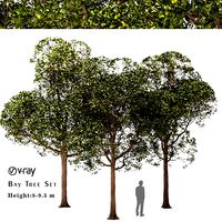 Set of Round Shaped Bay Trees (Laurus Nobilis) (112619)