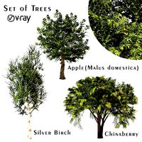 Set of Trees (Chinaberry, Silver Birch and Apple) (112595)