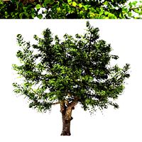 Apple Tree (Malus domestica) (112553)