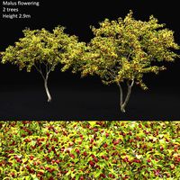 Malus fruit tree #4 (111941)