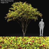 Malus fruit tree #3 (111938)