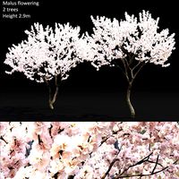 Malus flowering #4 (111930)