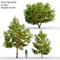 Pinus Sylvestris #28(5.6-9m) (109419)