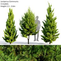 Juniperus Communis #2(2.3-2.6m) (109416)
